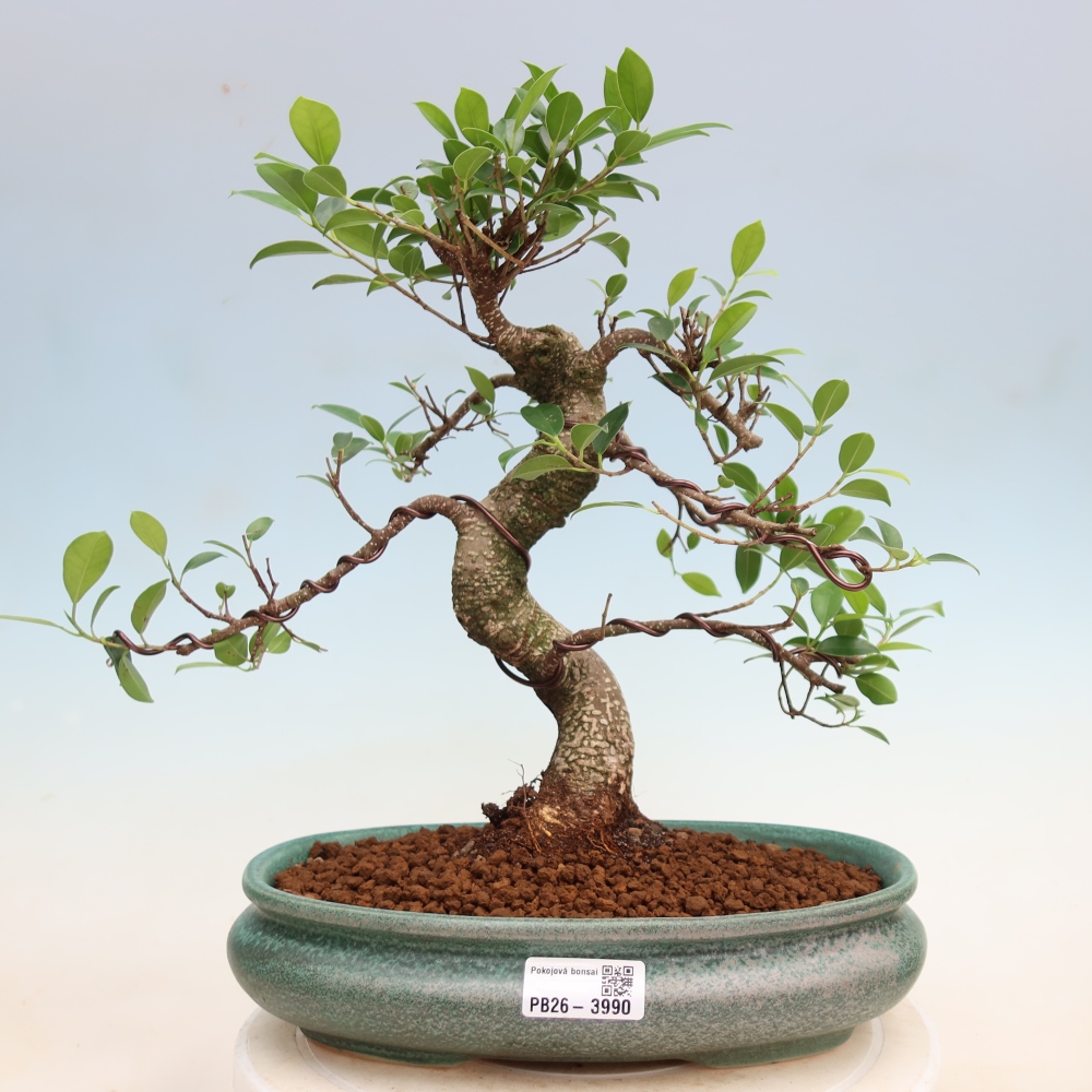 Pokojová bonsai - Ficus kimmen -  malolistý fíkus