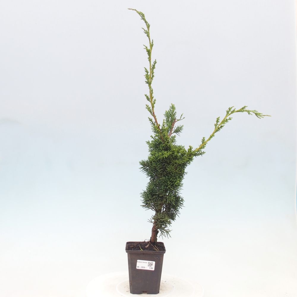 Venkovní bonsai - Juniperus chinensis Kishu -Jalovec čínský