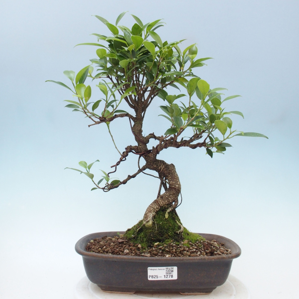 Pokojová bonsai - Ficus kimmen -  malolistý fíkus