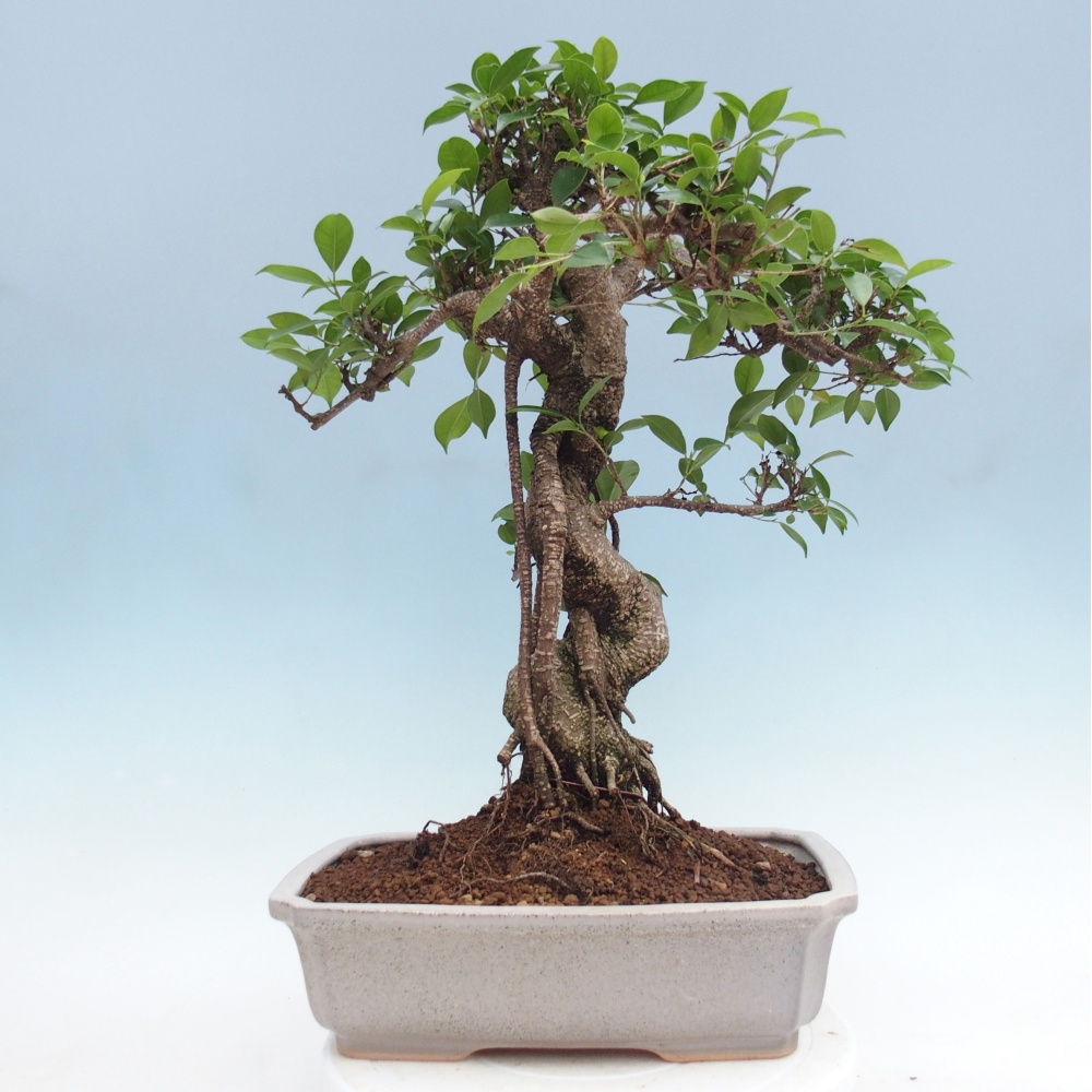 Pokojová bonsai - Ficus retusa -  malolistý fíkus