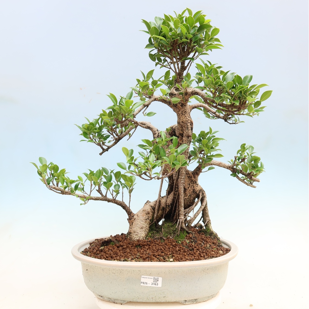 Pokojová bonsai - Ficus kimmen -  malolistý fíkus