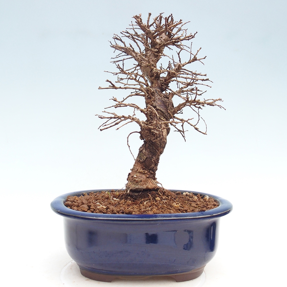 Venkovní bonsai - Zelkova - Zelkova NIRE