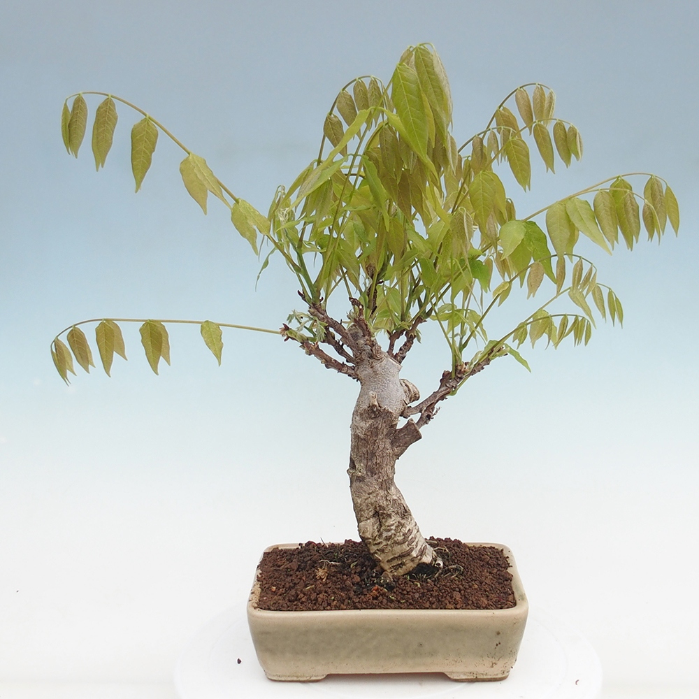 Venkovní bonsai - Vistarie květnatá - Wisteria floribunda