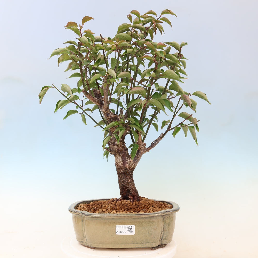 Venkovní bonsai -Japonská meruňka - Prunus Mume