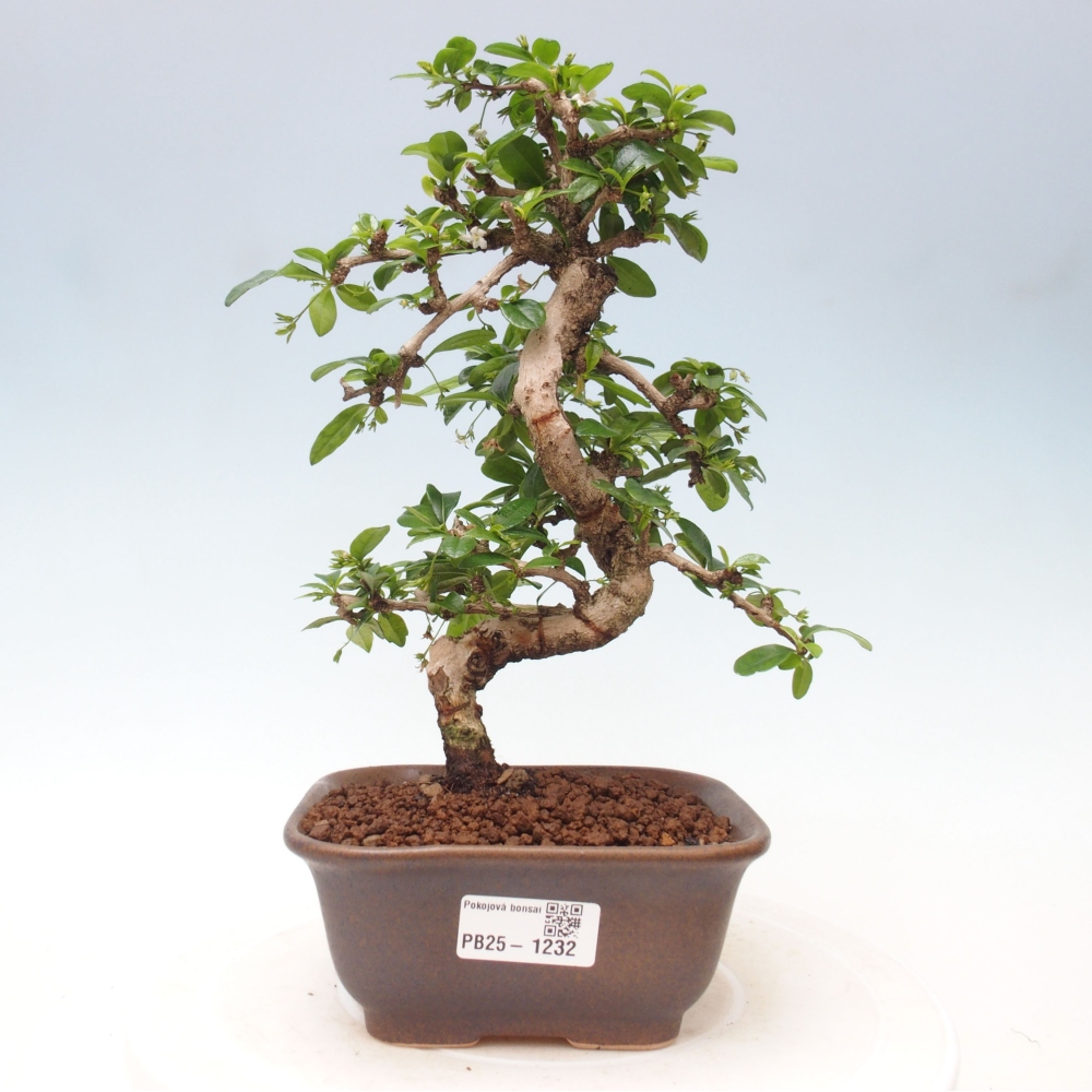 Pokojová bonsai - Carmona macrophylla - Čaj fuki
