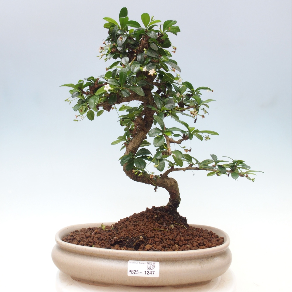 Pokojová bonsai - Carmona macrophylla - Čaj fuki