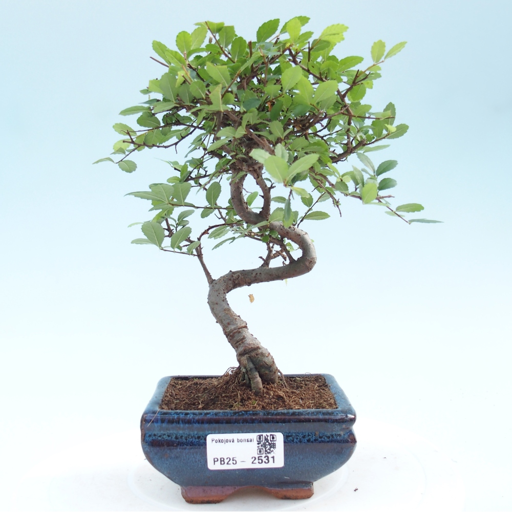 Pokojová bonsai - Ulmus parvifolia - Malolistý jilm