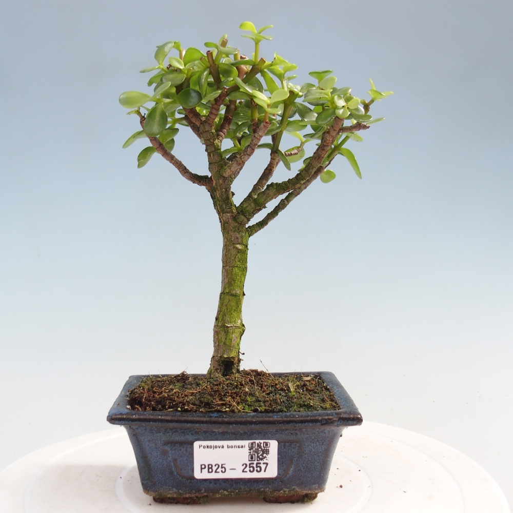 Pokojová bonsai - Portulakaria Afra - Tlustice