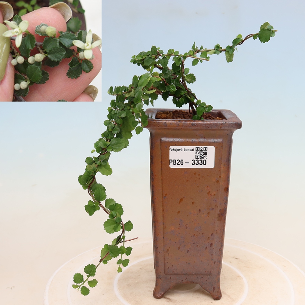 Pokojová bonsai - Grewia sp. - Grewie malolistá