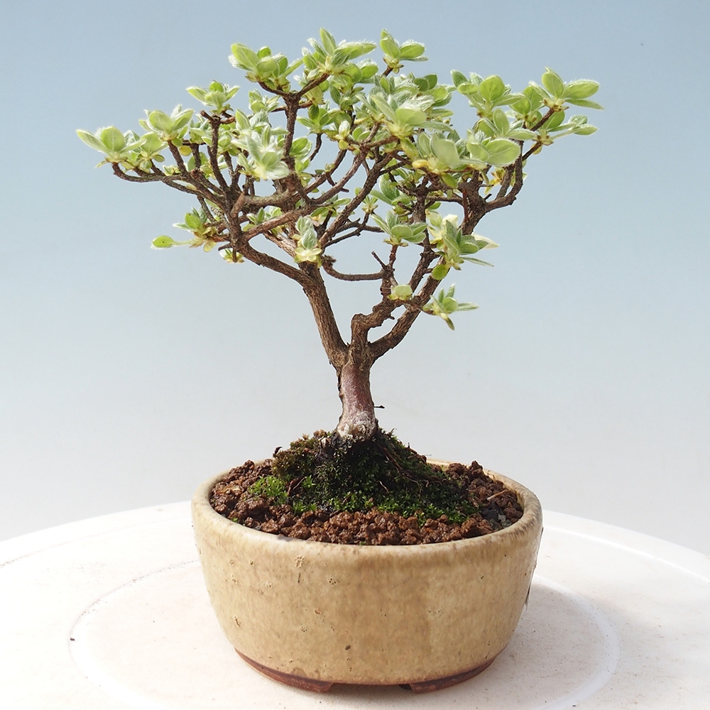 Venkovní bonsai - Rhododendron indicum - Japonská azalka