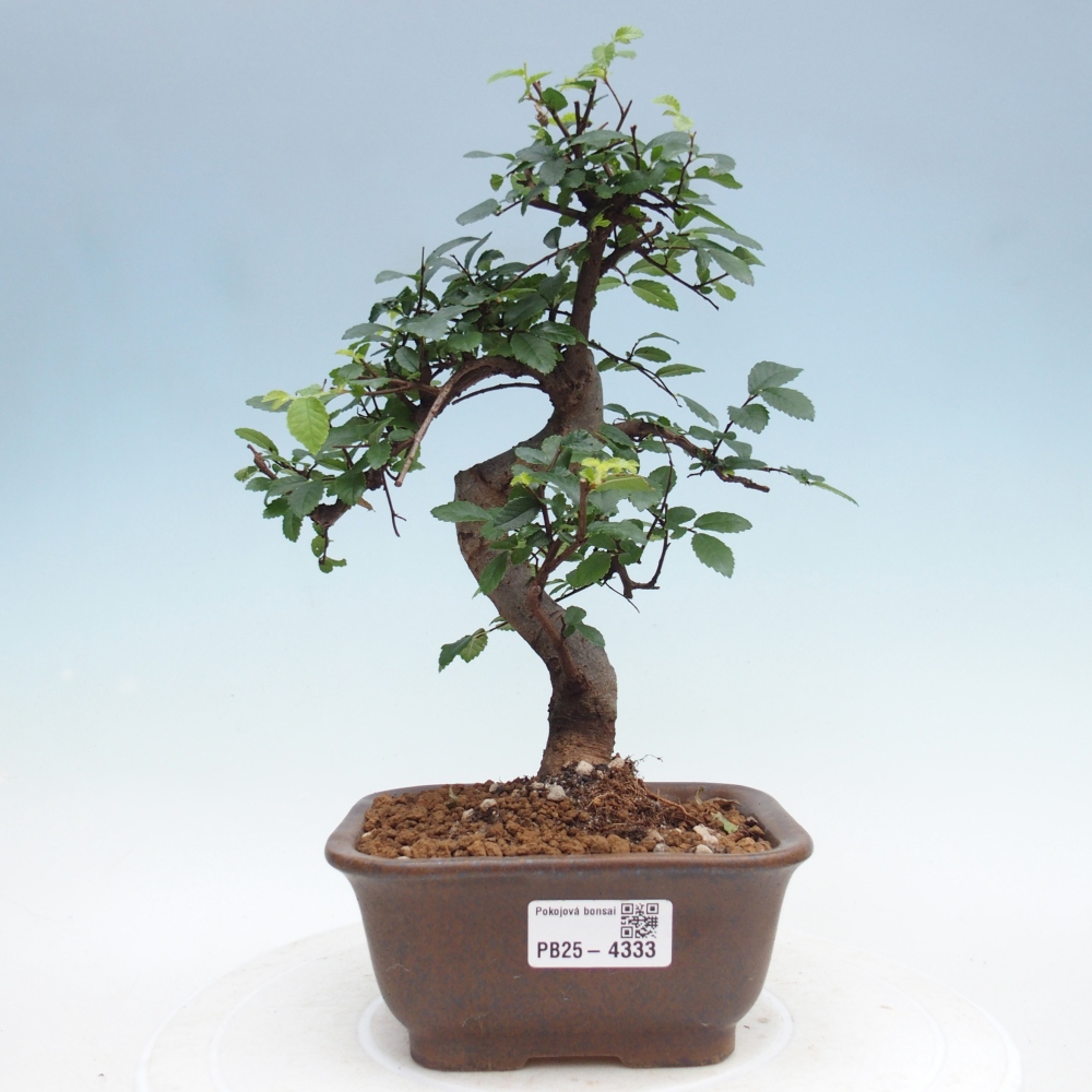 Pokojová bonsai - Ulmus parvifolia - Malolistý jilm