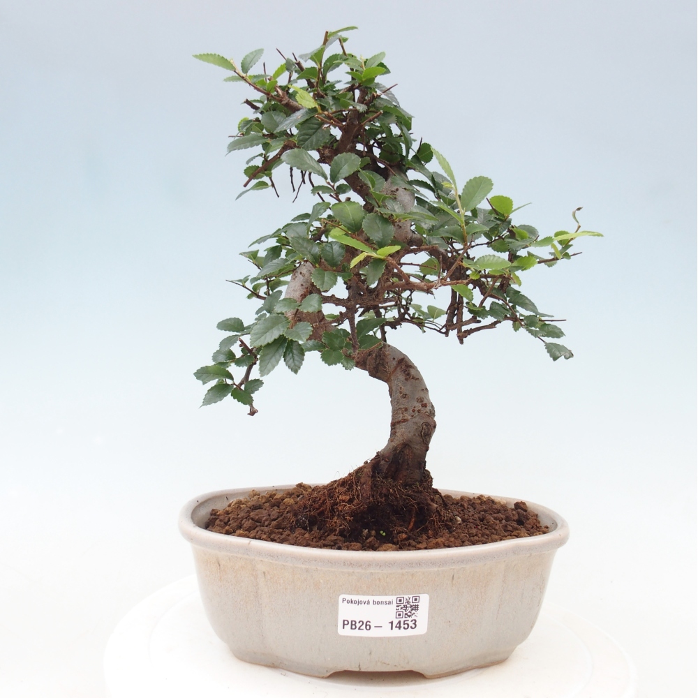 Pokojová bonsai - Ulmus parvifolia - Malolistý jilm