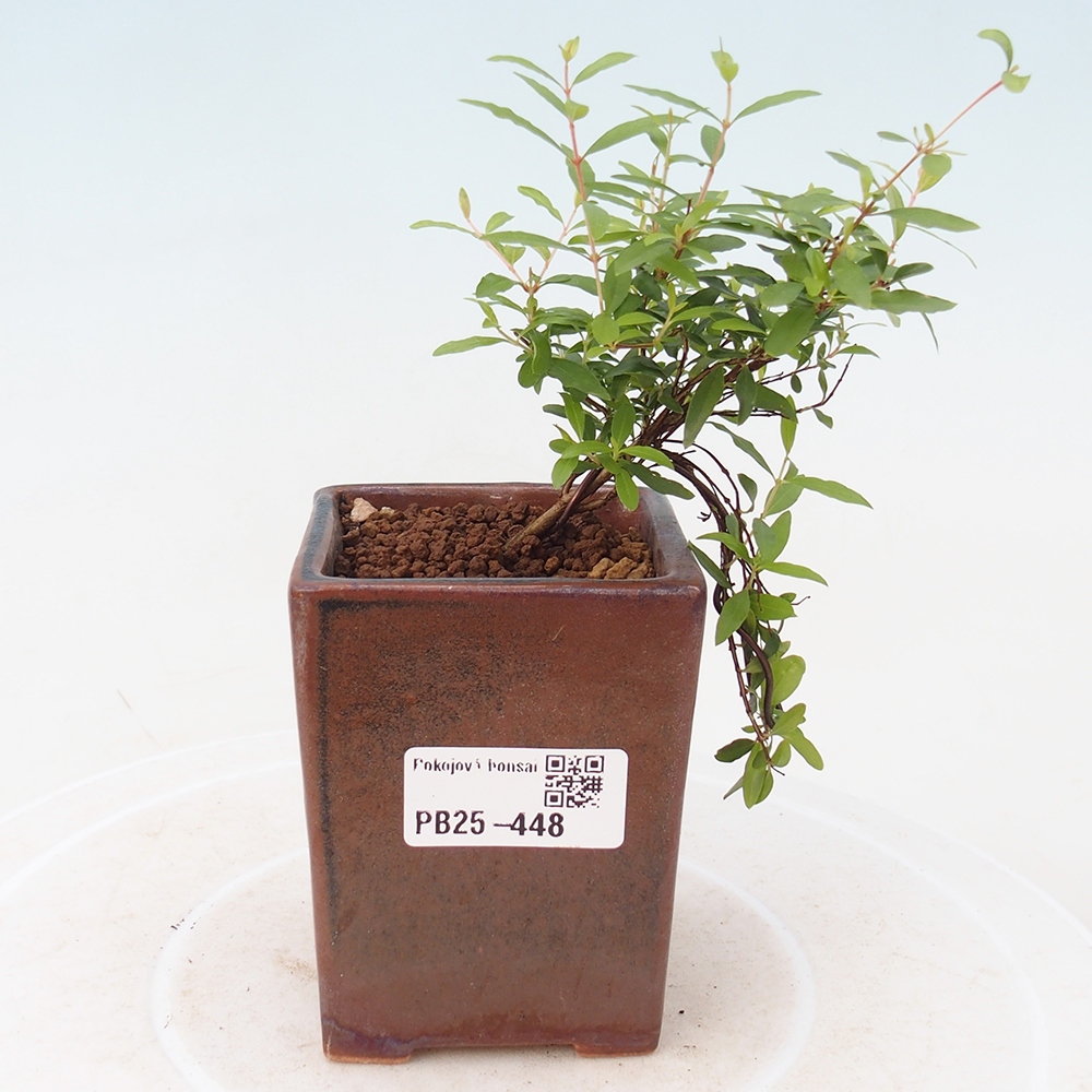 Pokojová bonsai-PUNICA granatum -Granátové jablko