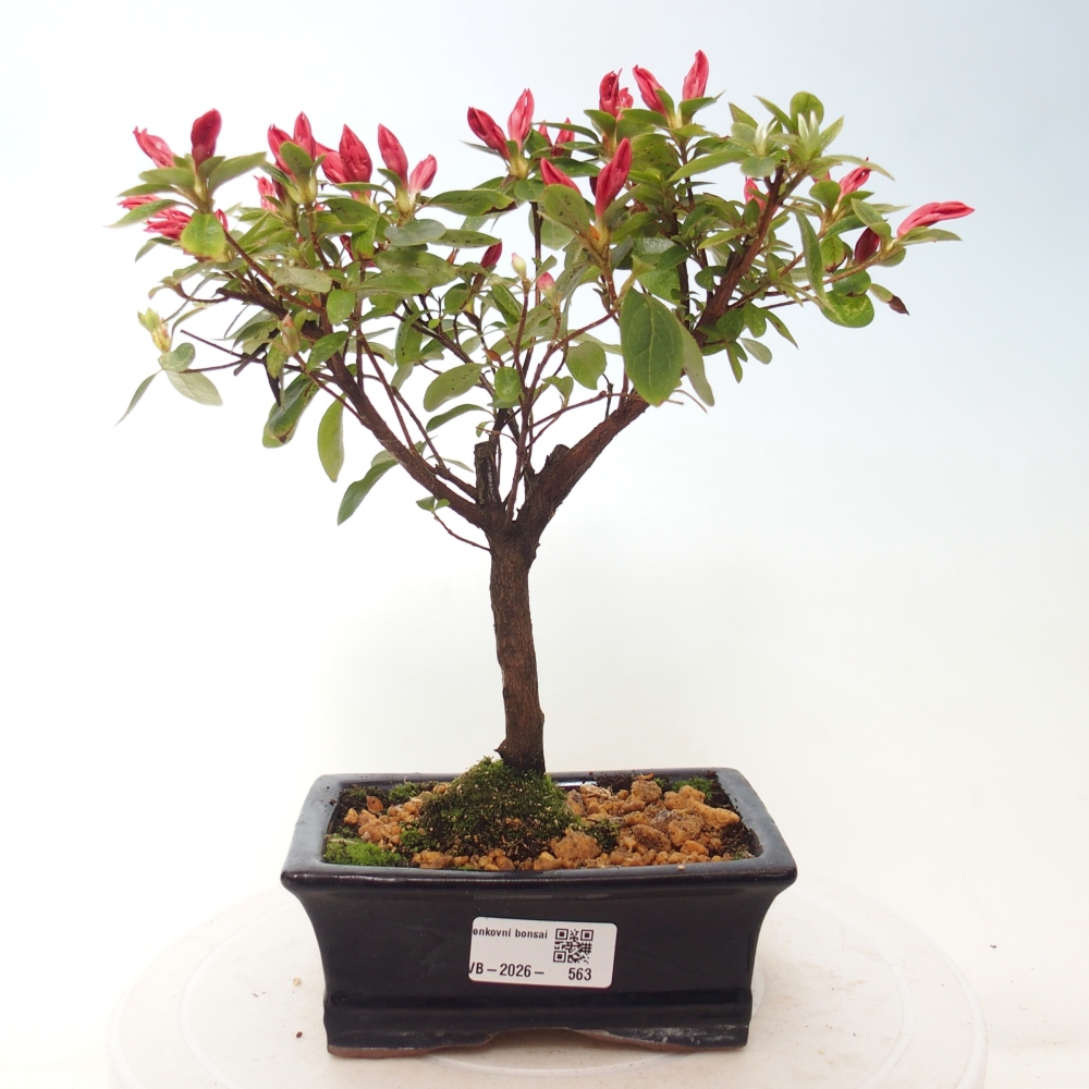 Venkovní bonsai - Japonská azalka - Azalea sp.