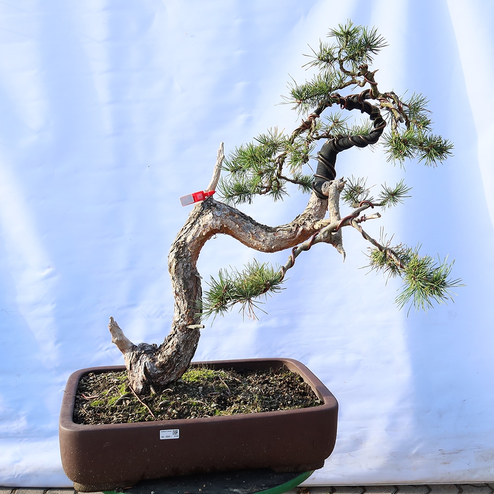 Pinus sylvestris Španělsko - borovice lesní
