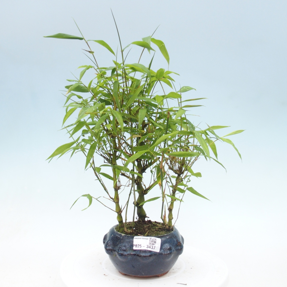 Pokojová bonsai - Bambus budha-Bambus budhovo břicho