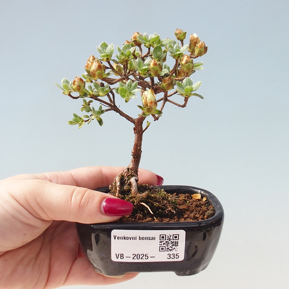 Venkovní bonsai - Rhododendron indicum - Japonská azalka