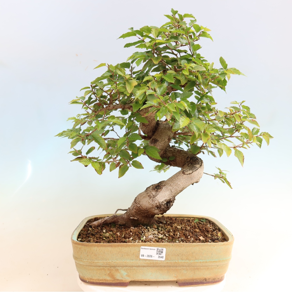 Venkovní bonsai -Carpinus CARPINOIDES - Habr korejský