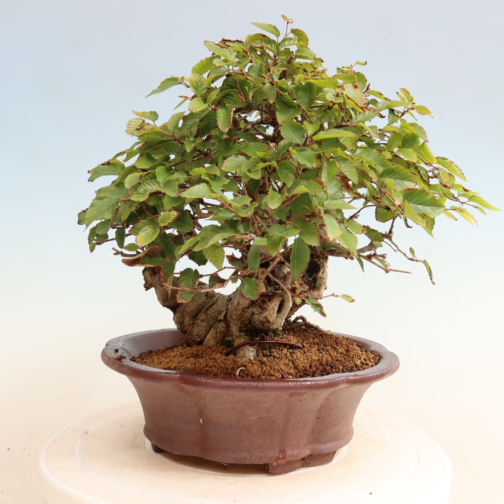 Venkovní bonsai -Carpinus CARPINOIDES - Habr korejský