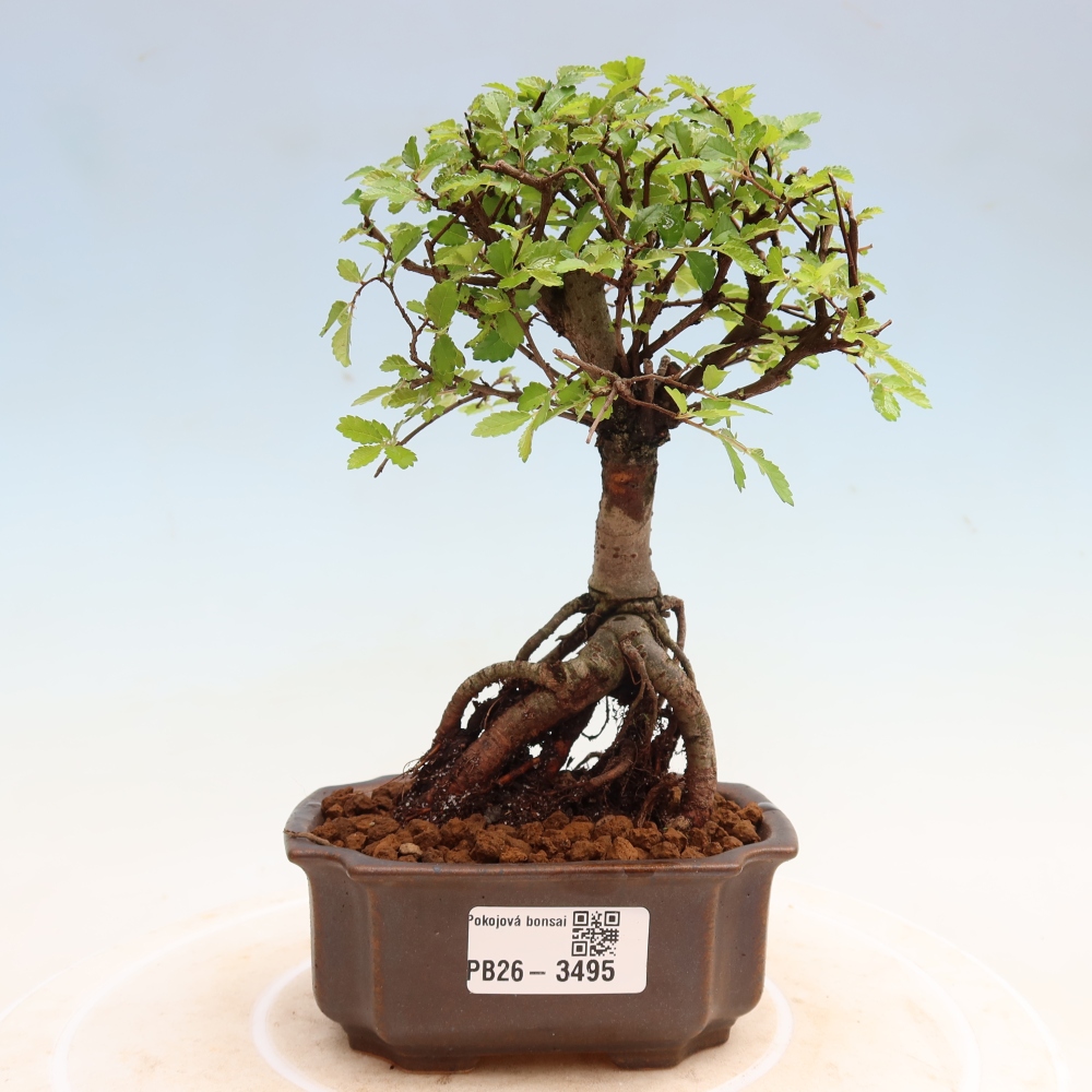 Pokojová bonsai - Ulmus parvifolia - Malolistý jilm