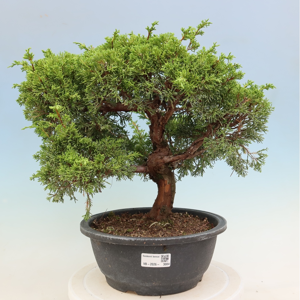 Venkovní bonsai - Juniperus chinensis Itoigawa-Jalovec čínský
