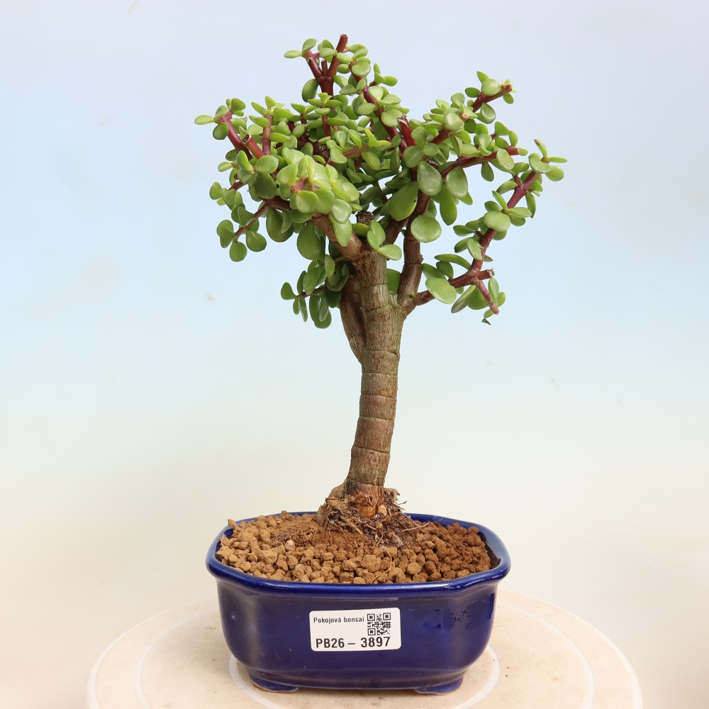 Pokojová bonsai - Portulakaria Afra - Tlustice
