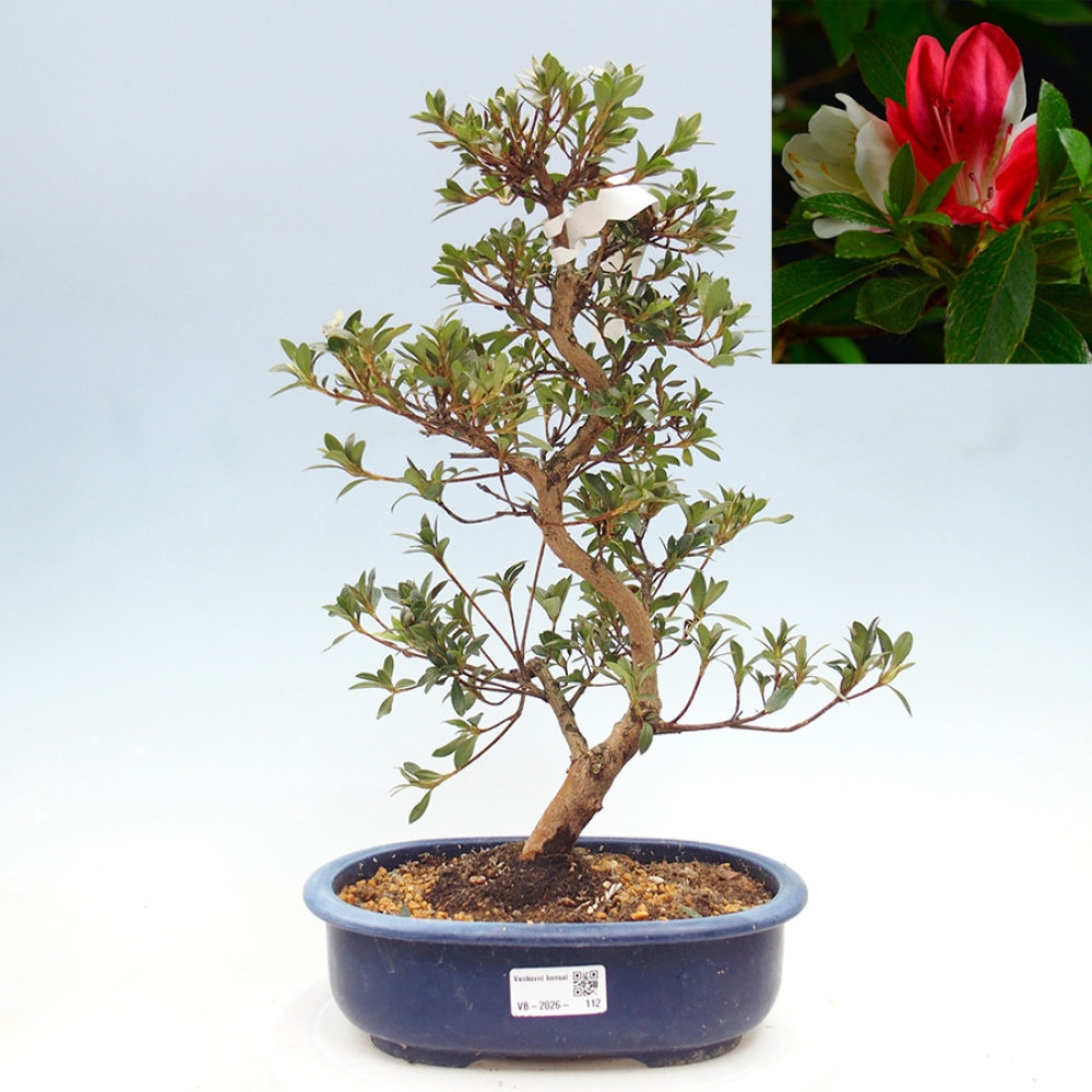 Venkovní bonsai - Japonská azalka - Azalea Senhime