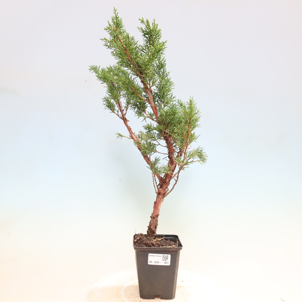 Venkovní bonsai - Juniperus chinensis Kishu -Jalovec čínský