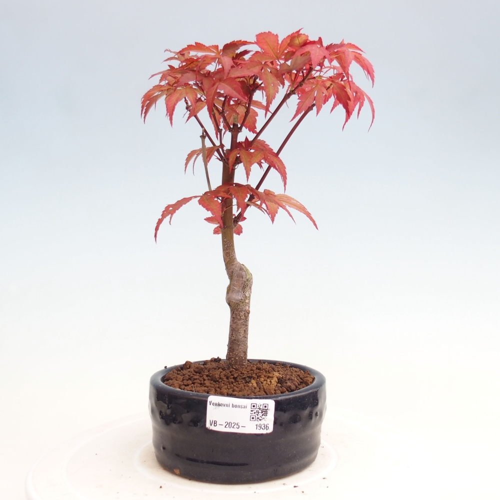 Venkovní bonsai - Acer palm. Atropurpureum-Javor dlanitolistý