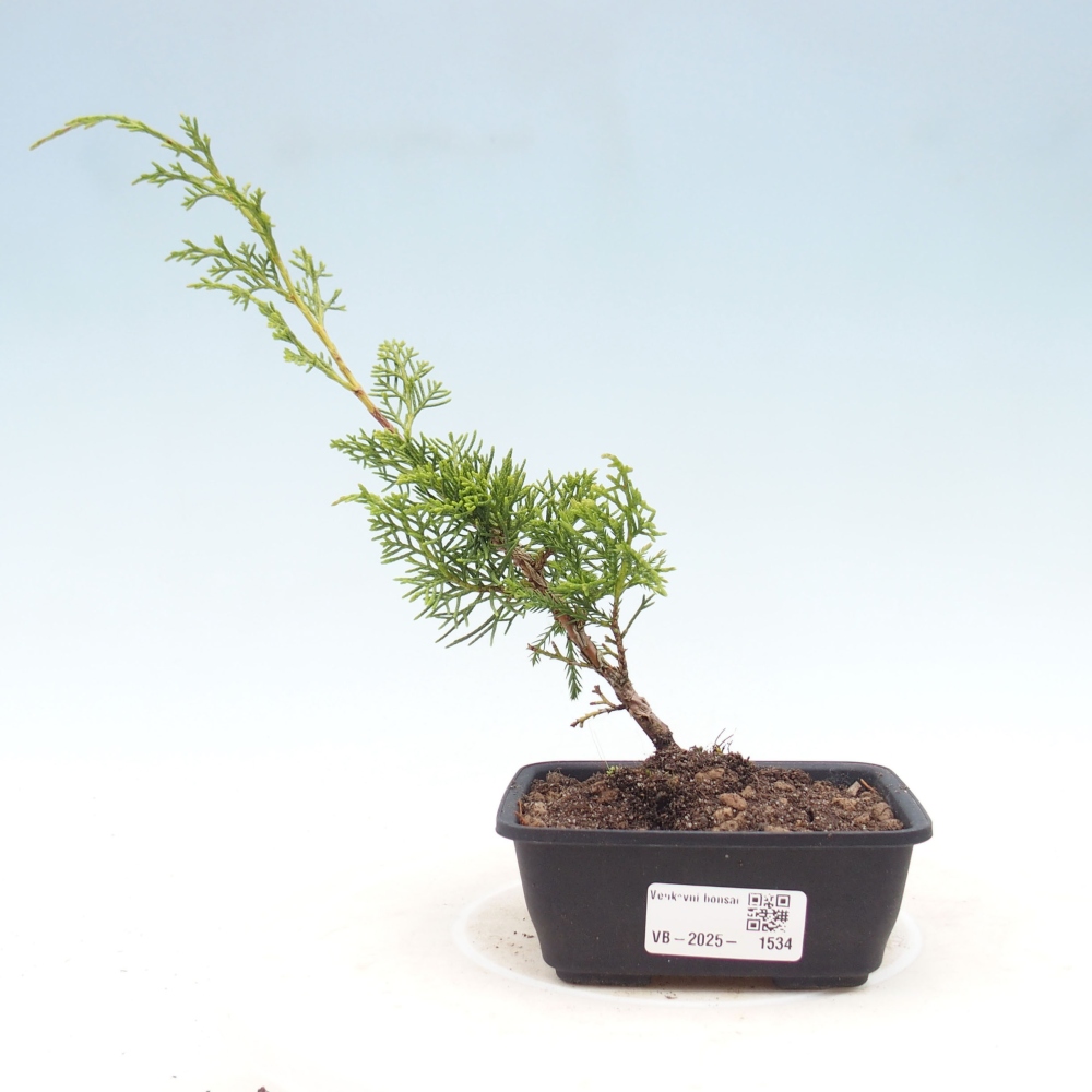 Venkovní bonsai - Juniperus chinensis Itoigawa -Jalovec čínský