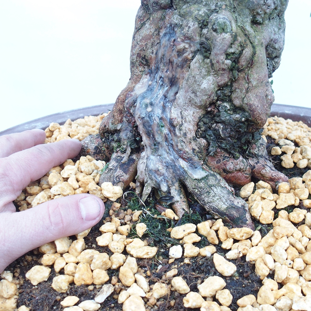 Venkovní bonsai - Japonská azalka - Azalea Suiren