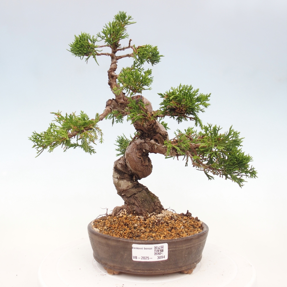 Venkovní bonsai - Juniperus chinensis Itoigawa -Jalovec čínský