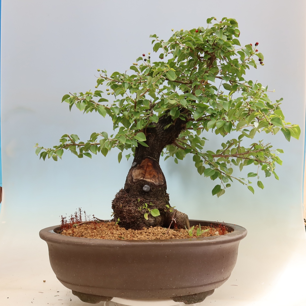 Venkovní bonsai - Mahalebka - Prunus mahaleb