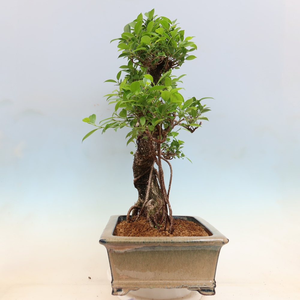 Pokojová bonsai - Ficus kimmen -  malolistý fíkus