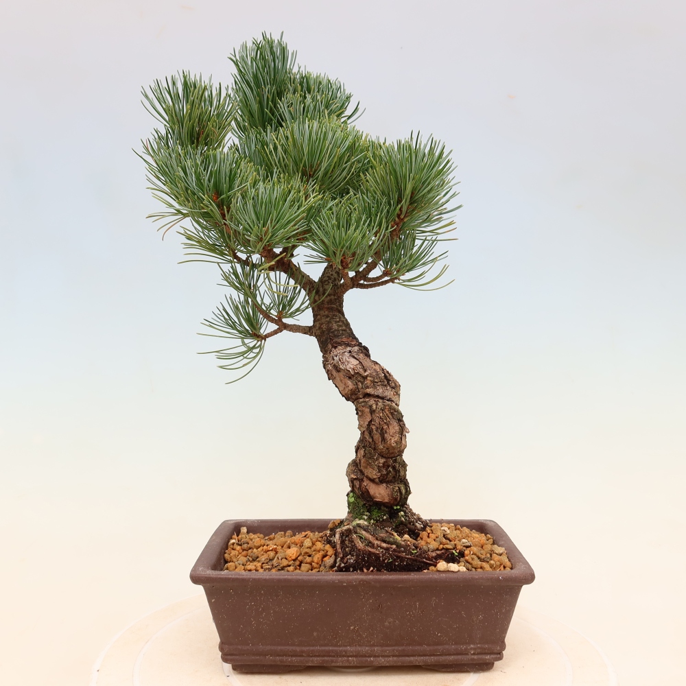Venkovní bonsai - Pinus parviflora - Borovice drobnokvětá