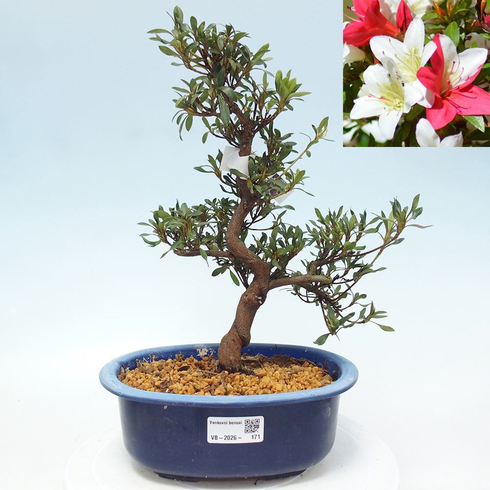 Venkovní bonsai - Japonská azalka - Azalea CHIHIRO