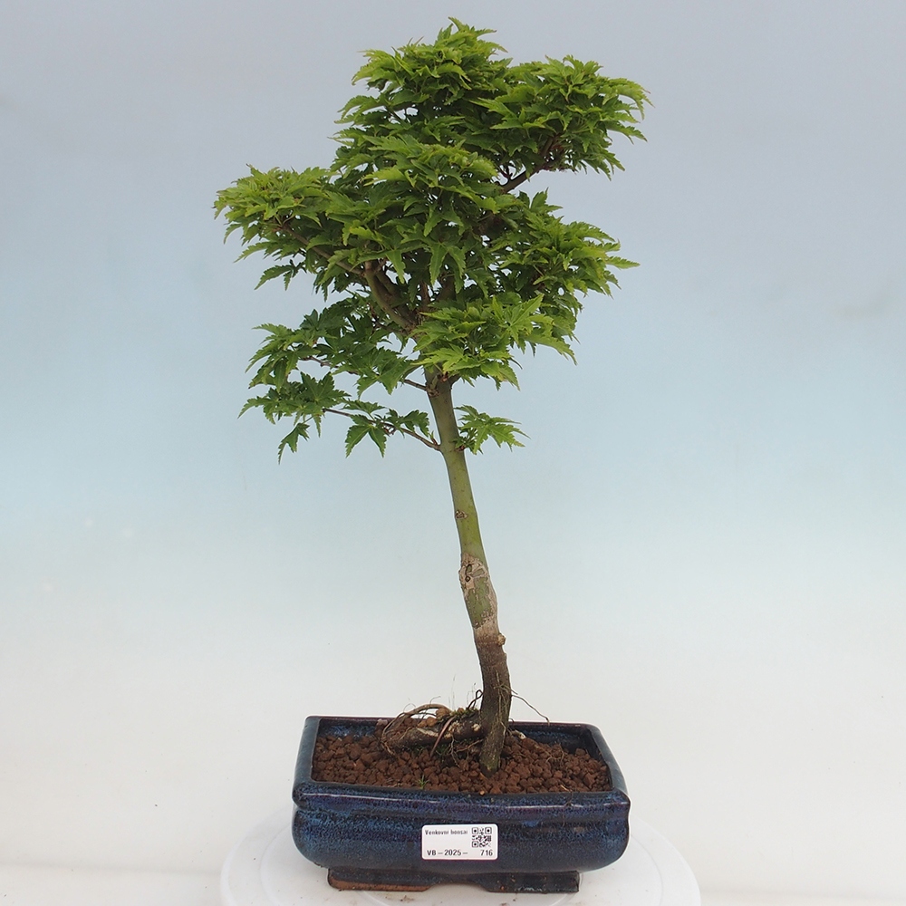 Venkovní bonsai -Javor dlanitolistý Acer palmatum Shishigashira
