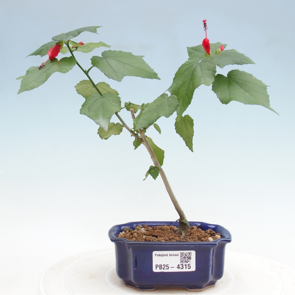 Pokojová bonsai - Malvaviscus arboreus - ibiškovec dřevnatý