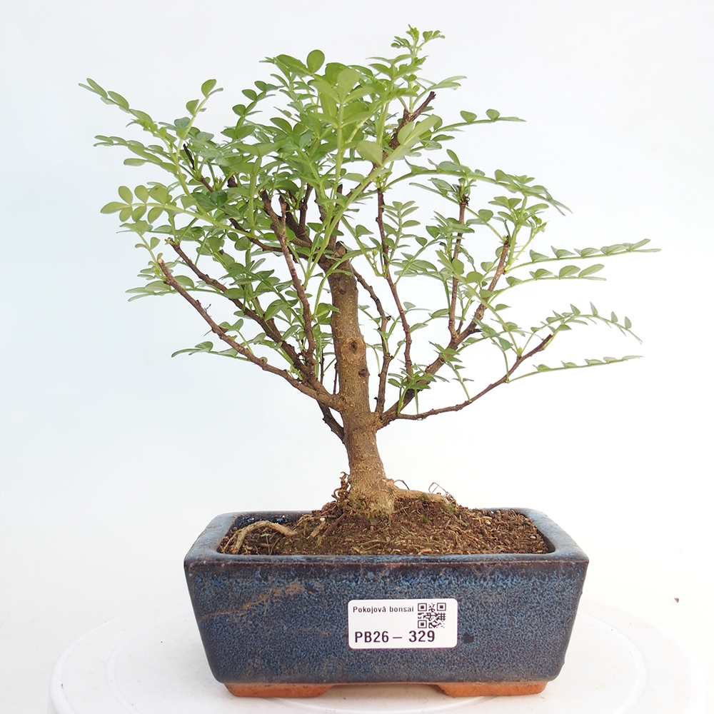 Pokojová bonsai - Zantoxylum piperitum - pepřovník
