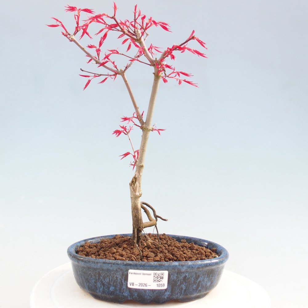 Venkovní bonsai - Javor dlanitolistý - Acer palmatum DESHOJO
