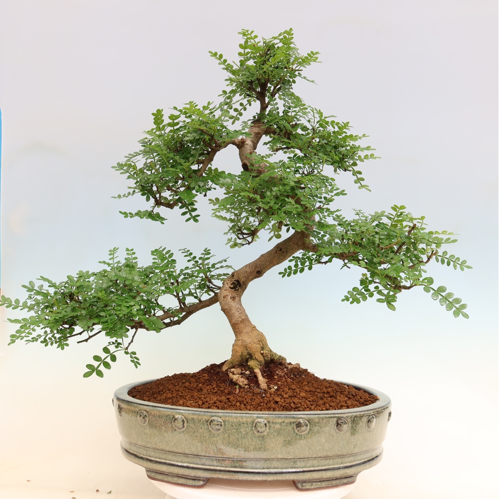 Pokojová bonsai - Zantoxylum piperitum - pepřovník
