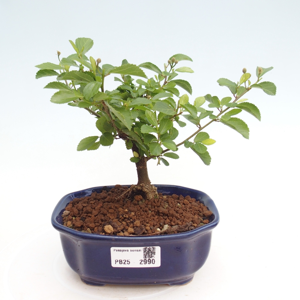 Pokojová bonsai - Grewia occidentalis - Hvězdice levandulová