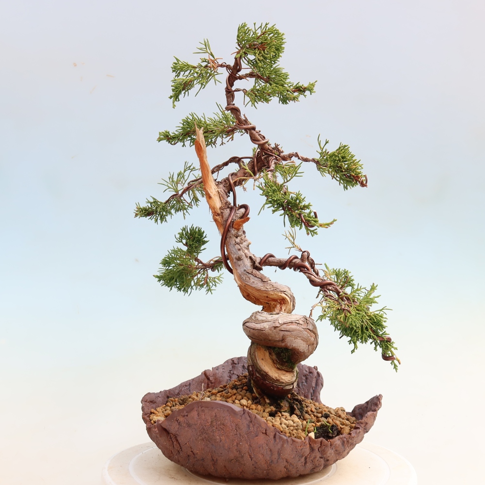 Venkovní bonsai - Juniperus chinensis Itoigawa-Jalovec čínský