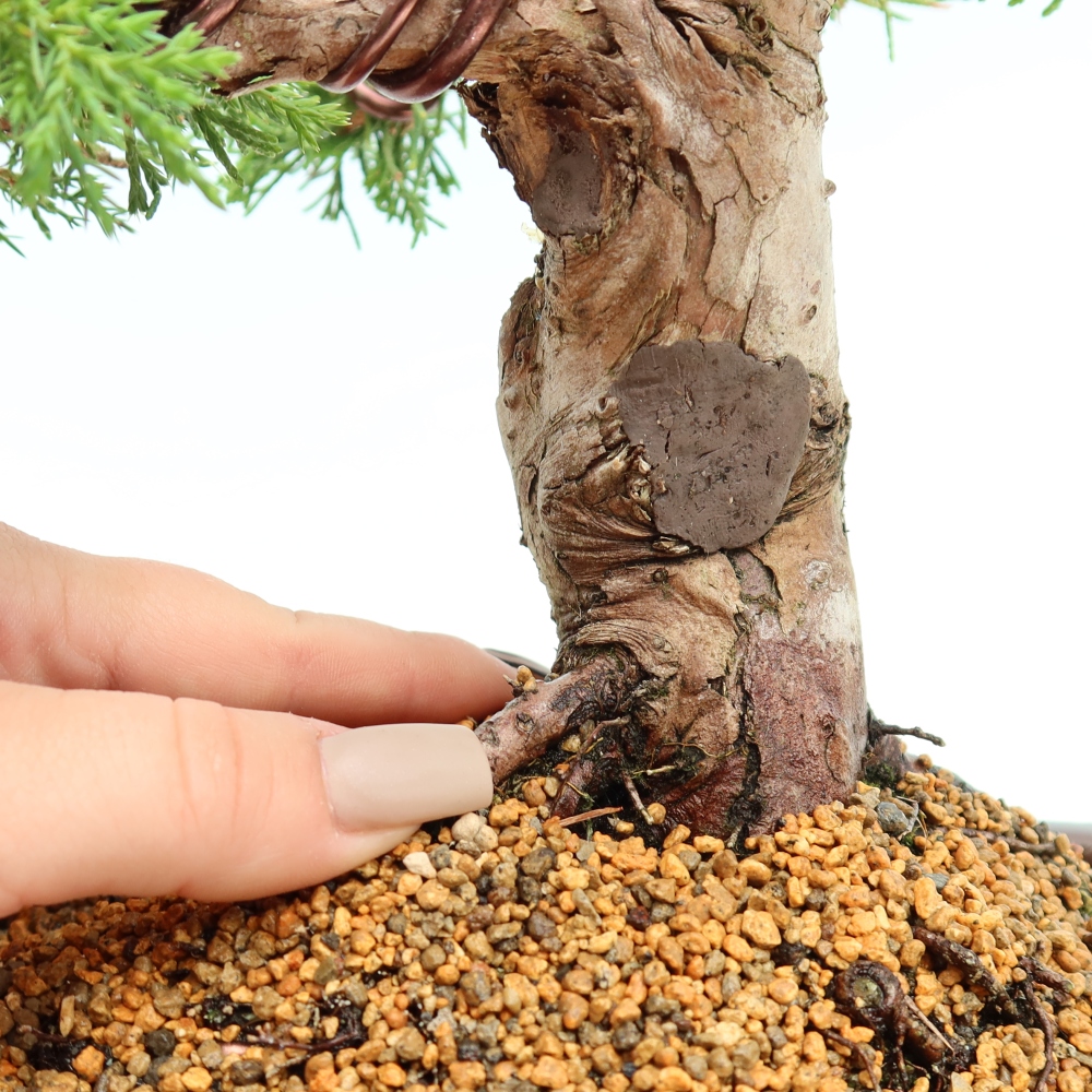 Venkovní bonsai - Juniperus chinensis Itoigawa-Jalovec čínský
