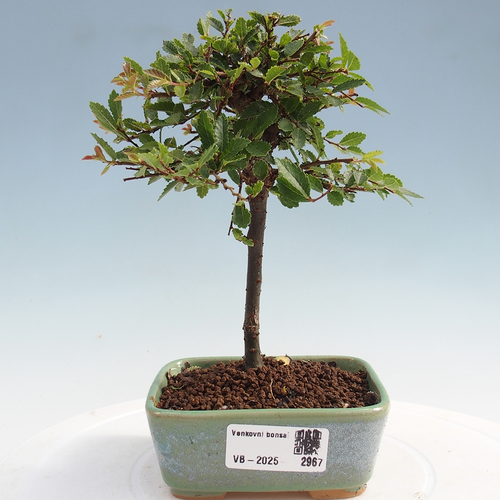 Venkovní bonsai - Ulmus parvifolia Sagei - Malolistý jilm