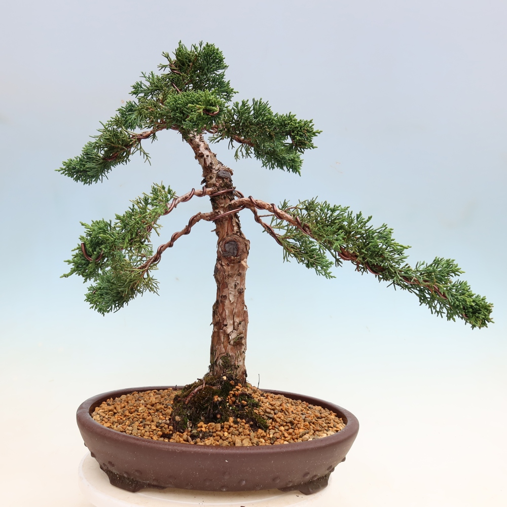 Venkovní bonsai - Juniperus chinensis Kishu -Jalovec čínský