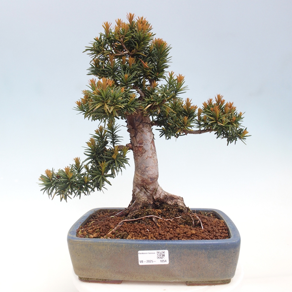 Venkovní bonsai - Taxus cuspidata  - Tis japonský