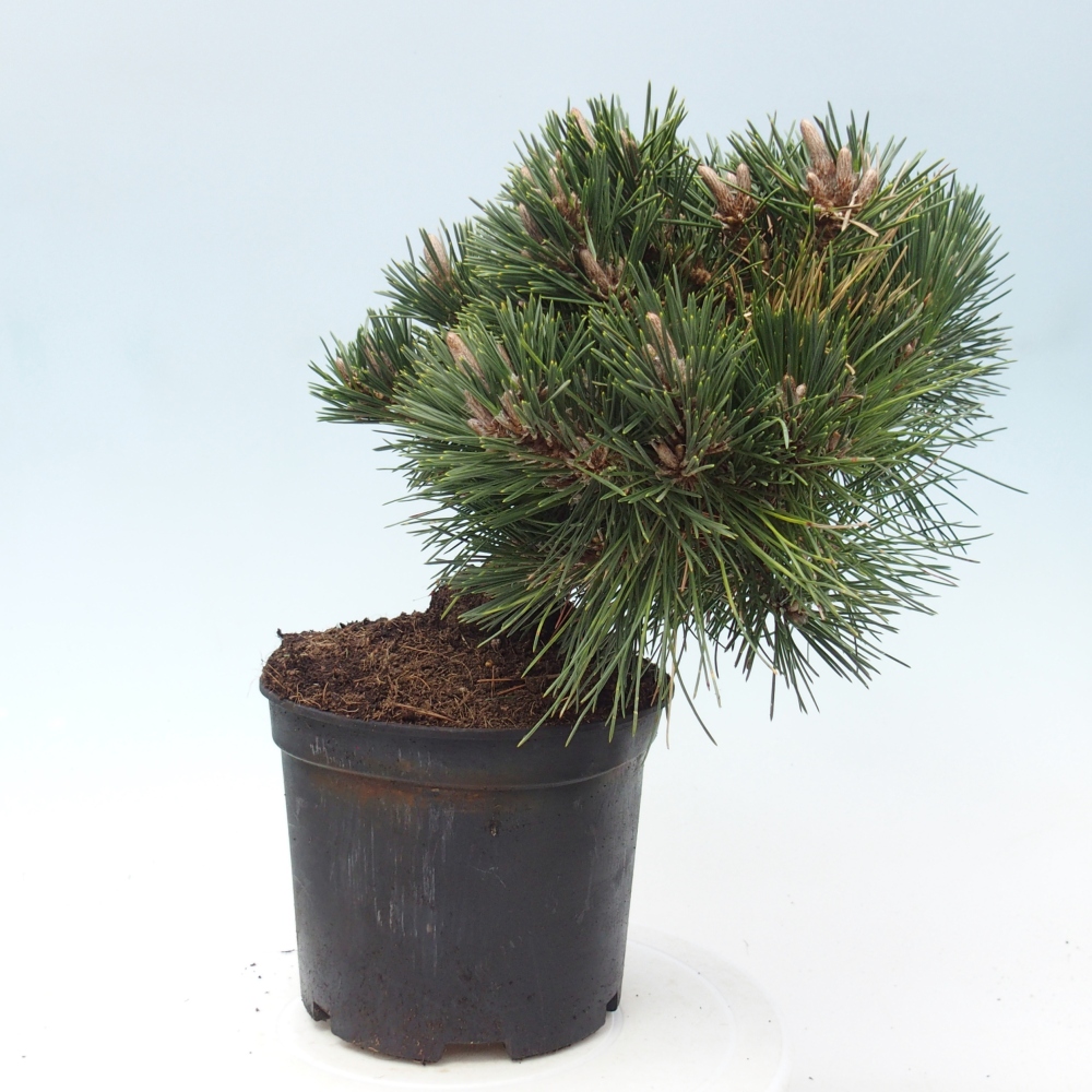 Venkovní bonsai - Pinus thunbergii senjyumaru - Borovice thunbergova