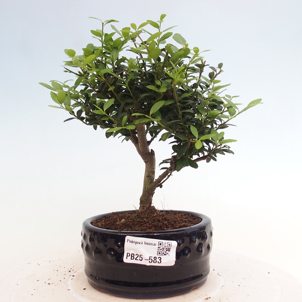 Pokojová bonsai - Ilex crenata - Cesmína
