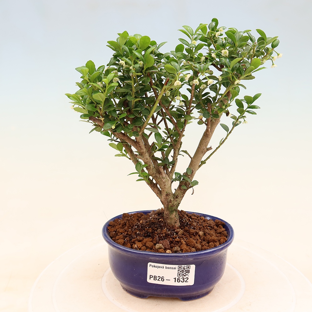 Pokojová bonsai - Ilex crenata - Cesmína